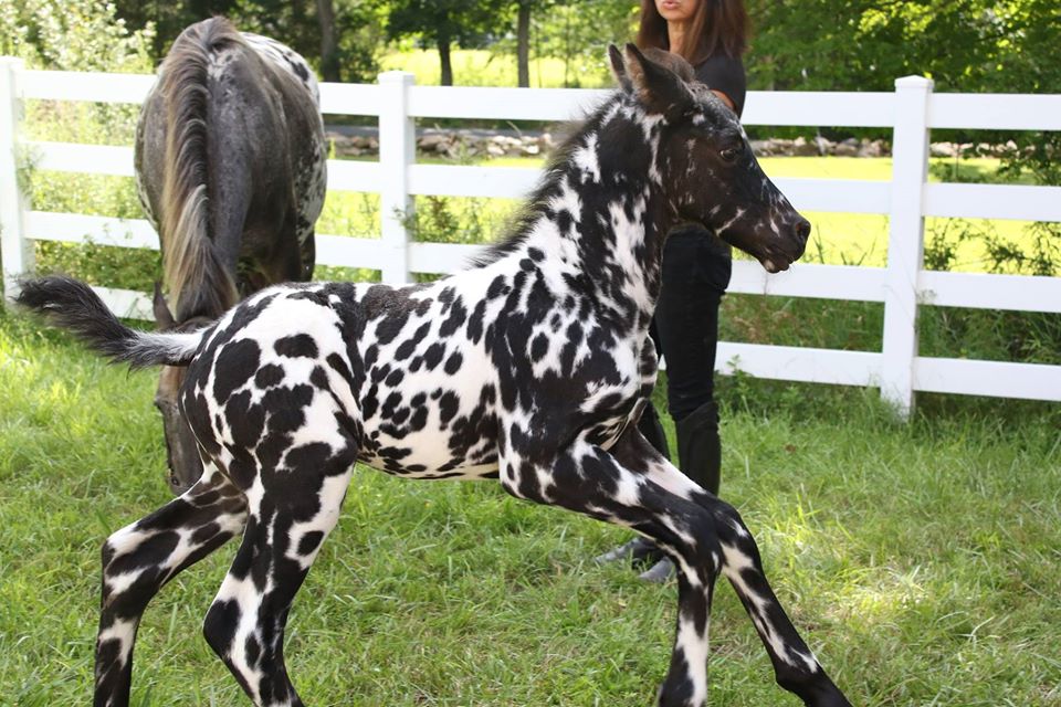 Friesian Horses